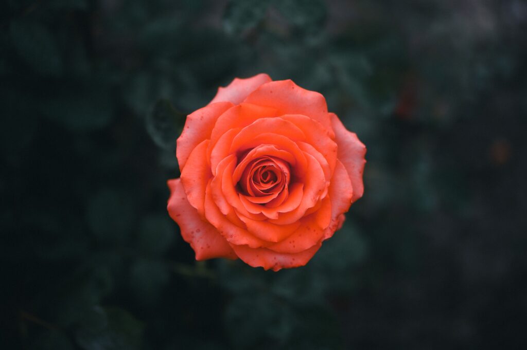 Detailed view of a vibrant rose showcasing its intricate petals, captured outdoors.
